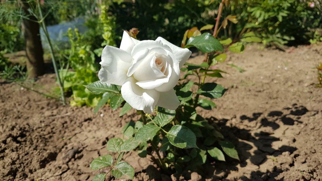 Pensiunea Victoria 曼加利亚 外观 照片